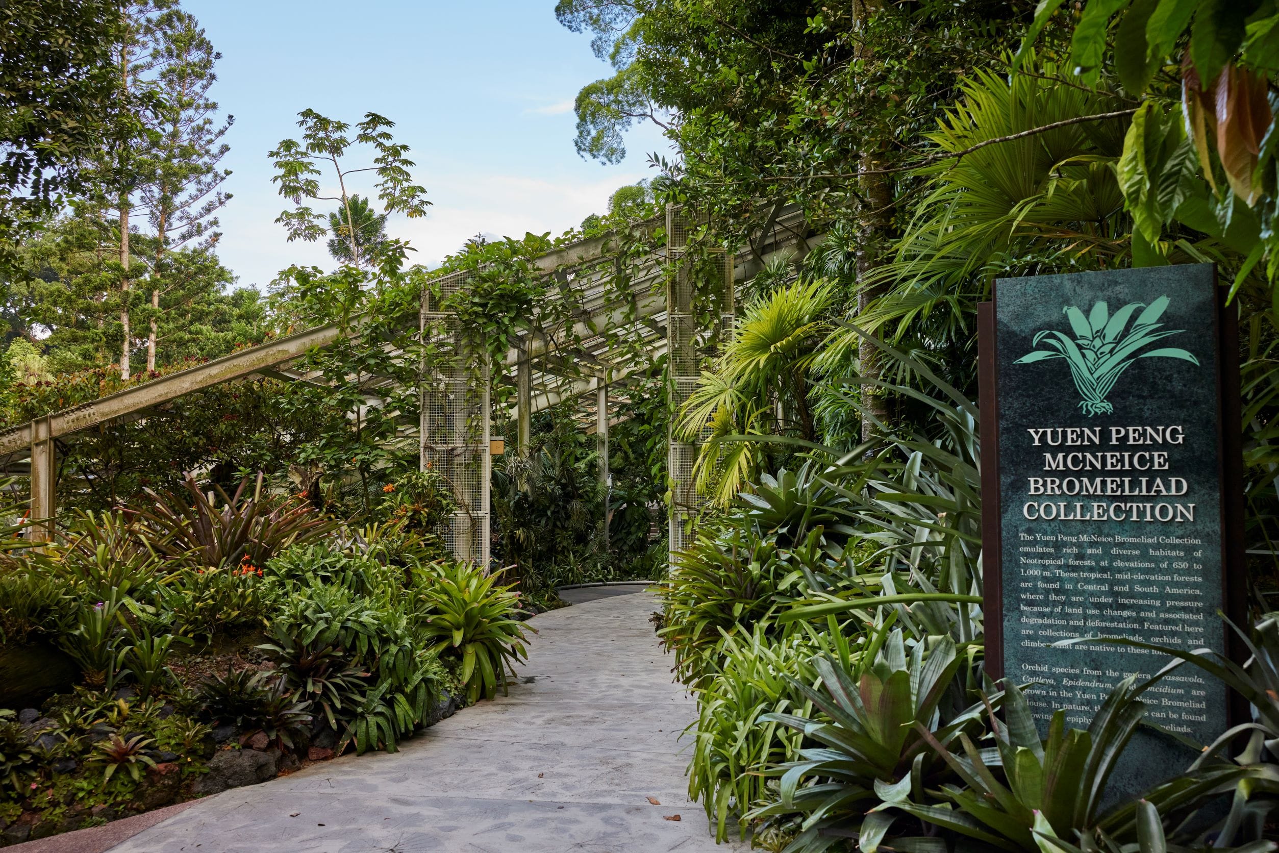 TMO YPMBC -  Bromeliads 3